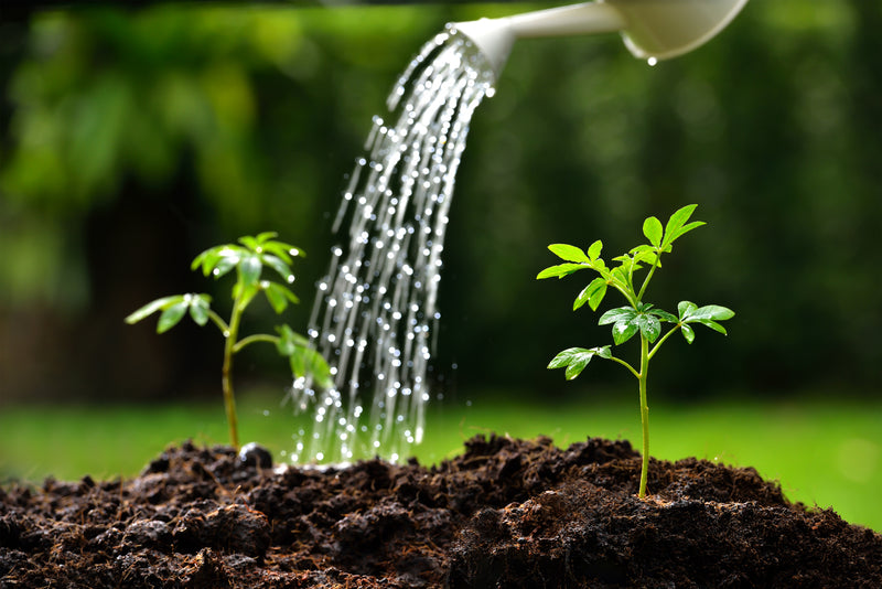 Is softened water bad for plants? Filtersmart